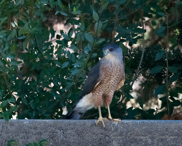 Cooper's Hawk