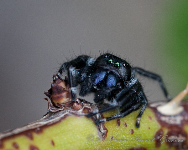 jumping spider