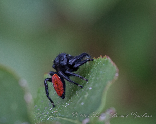 jumping spider