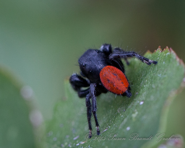 Jumping Spider