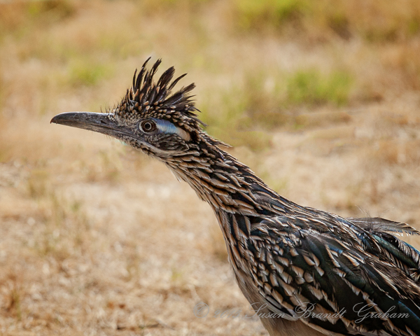 Greater Roadrunner