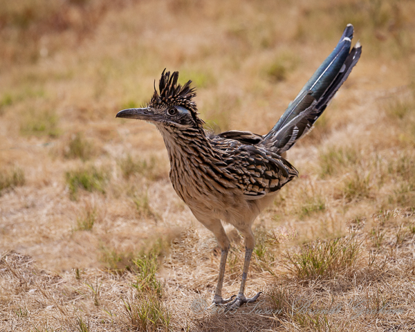 Greater Roadrunner