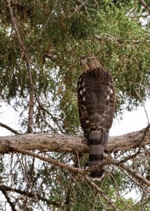 Cooper's Hawk Courtship Display