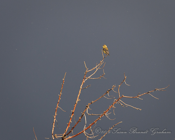 monsoon light