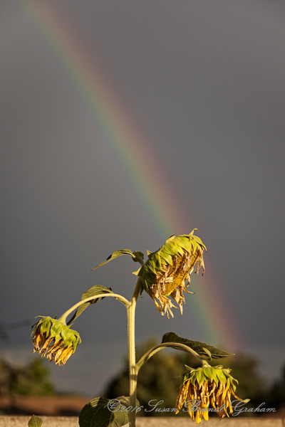 monsoon light