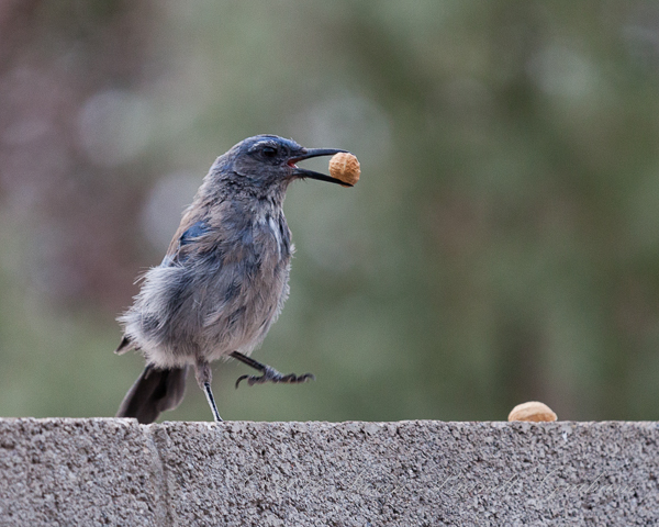 Woodhouse's Scrub-Jay