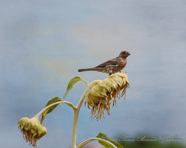 Fledgling House Finch