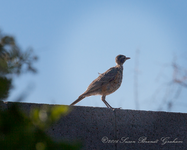 Fledgling Robin