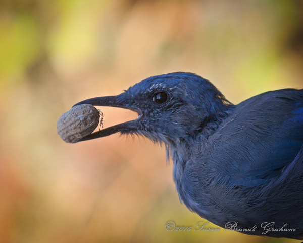 Fledgling Woodhouse's Scrub-Jay