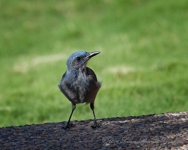 Fledglings Woodhouse's Scrub Jay