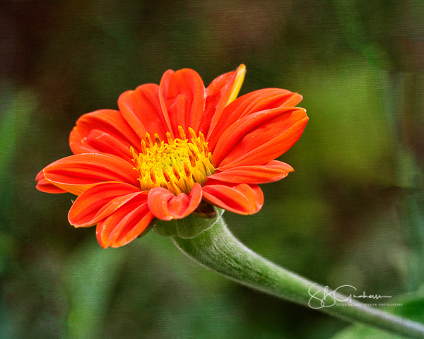 Mexican Sunflower