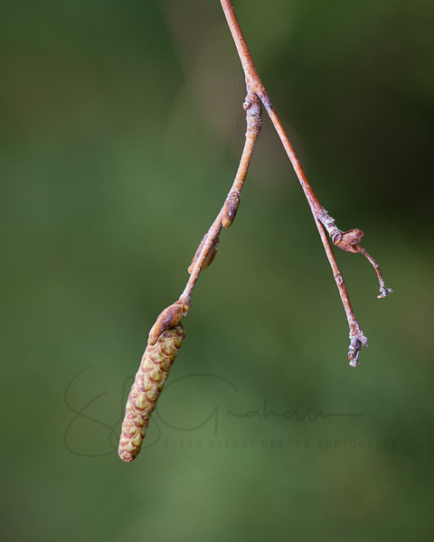 signs of spring