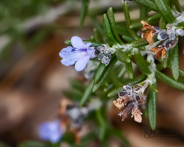 signs of spring