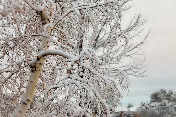 Albuquerque Winter