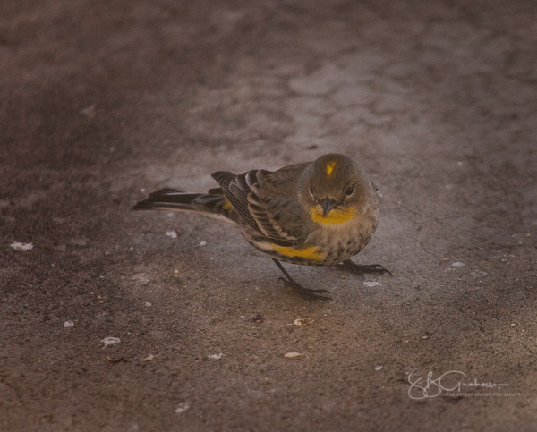 yellow rumped warbler