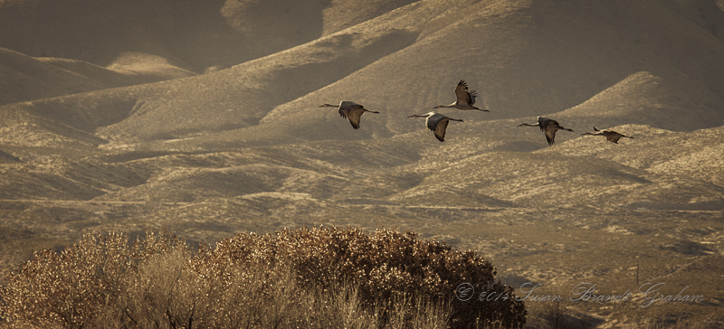 Bosque del Apache