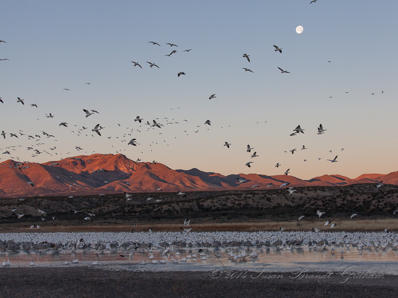 Bosque del Apache