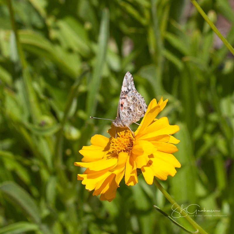 Painted Lady Butterfly