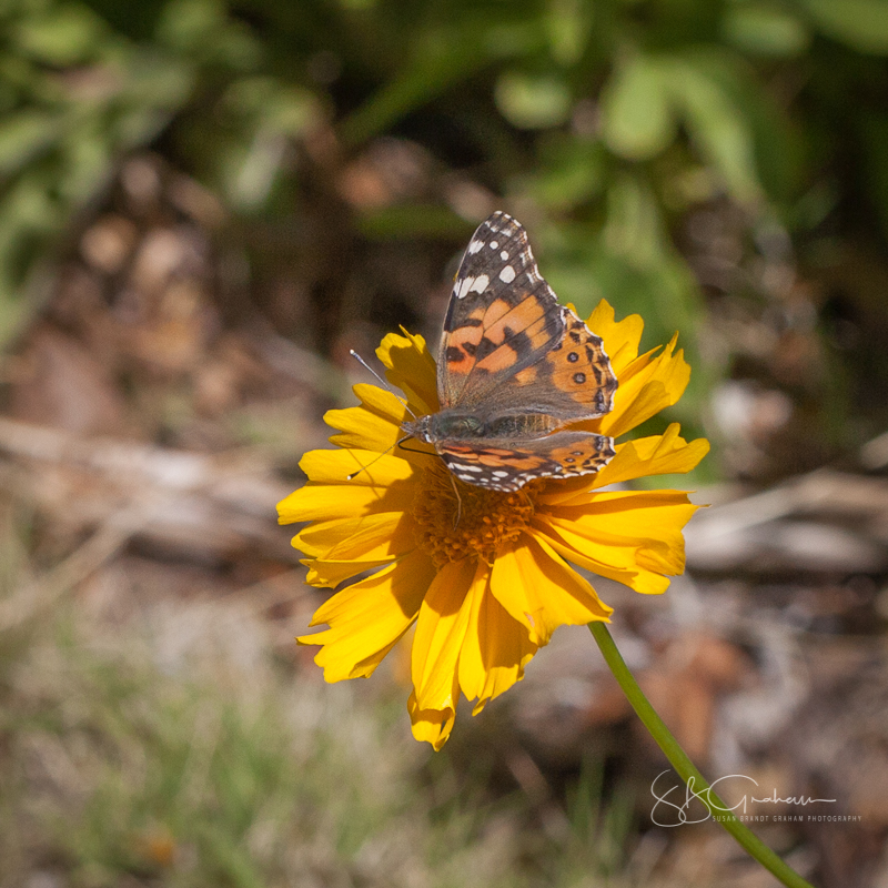 Painted Lady Butterfly