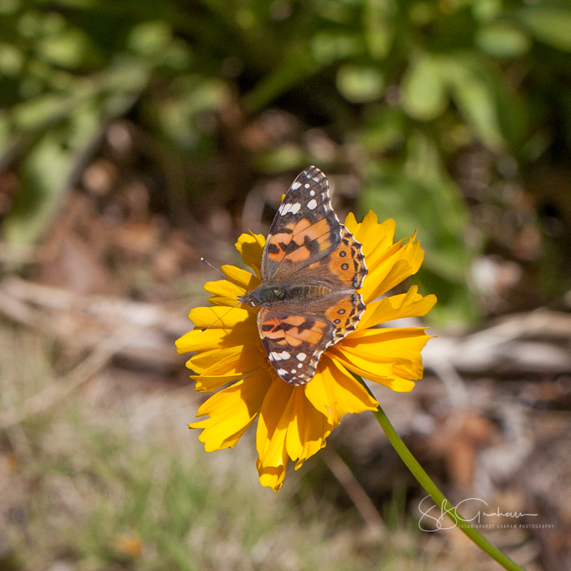 Painted Lady Butterfly