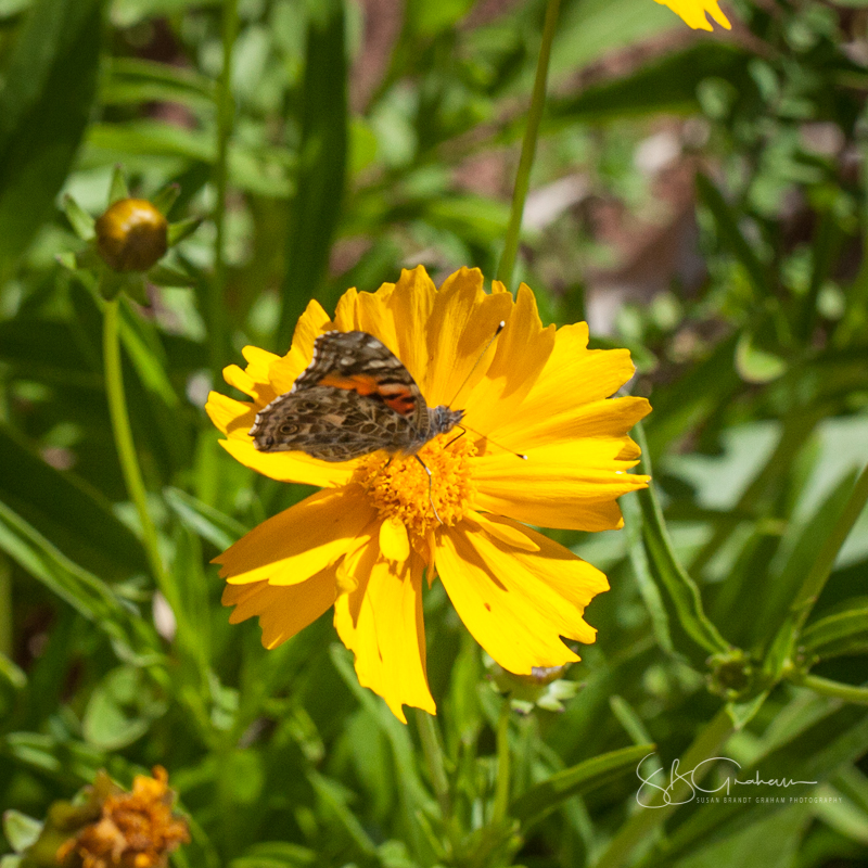 Painted Lady Butterfly