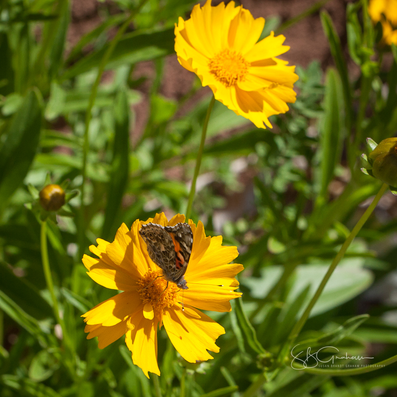 Painted Lady Butterfly