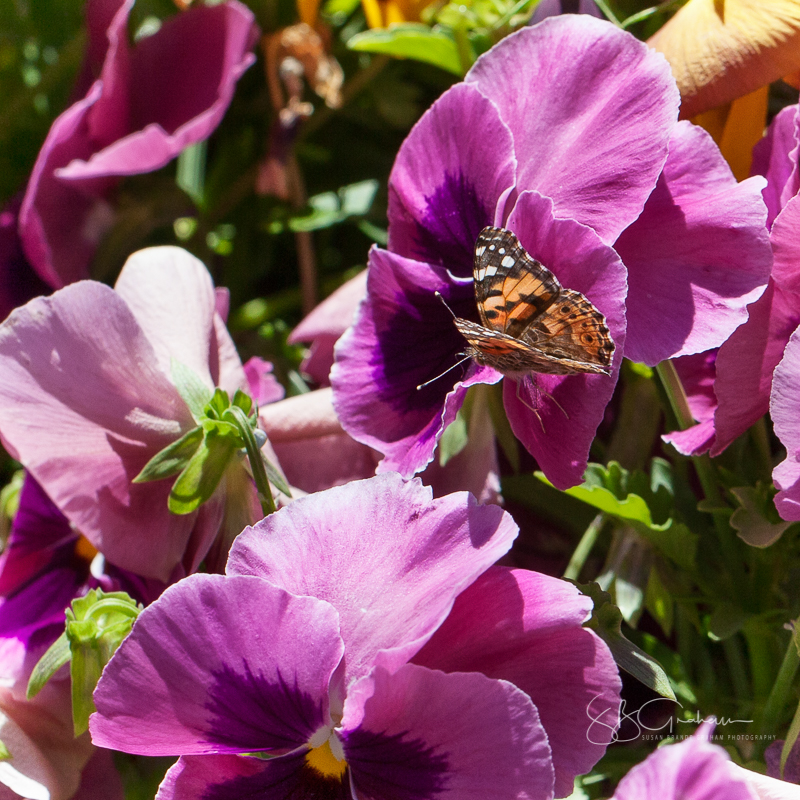 Painted Lady Butterfly