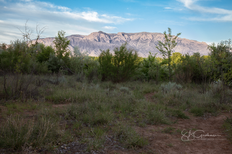 bosque