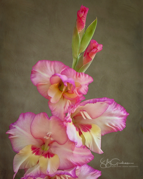 Gladiolus