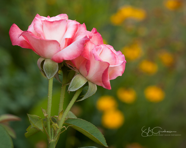 rose sprays