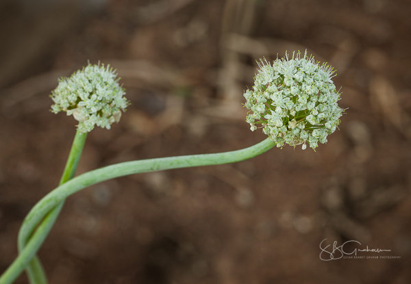 Nature's simple beauty