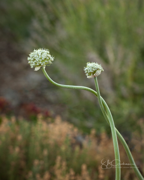 Nature's simple beauty