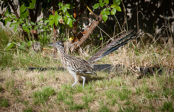 roadrunner