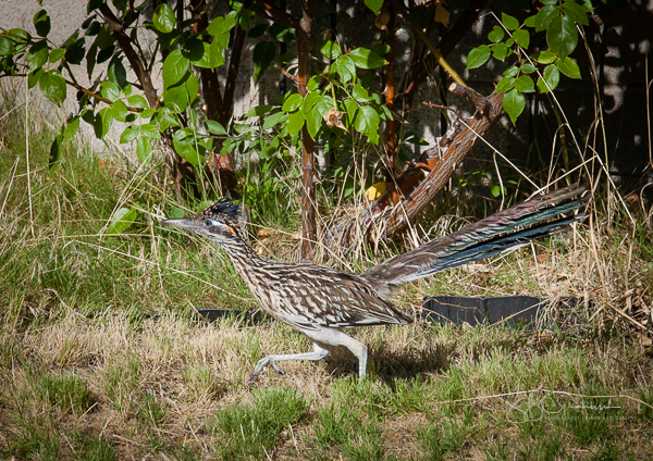 roadrunner