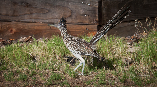 roadrunner