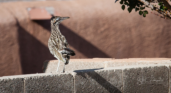 roadrunner