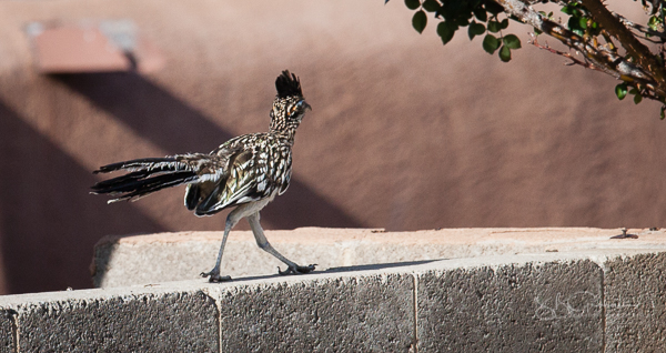 roadrunner