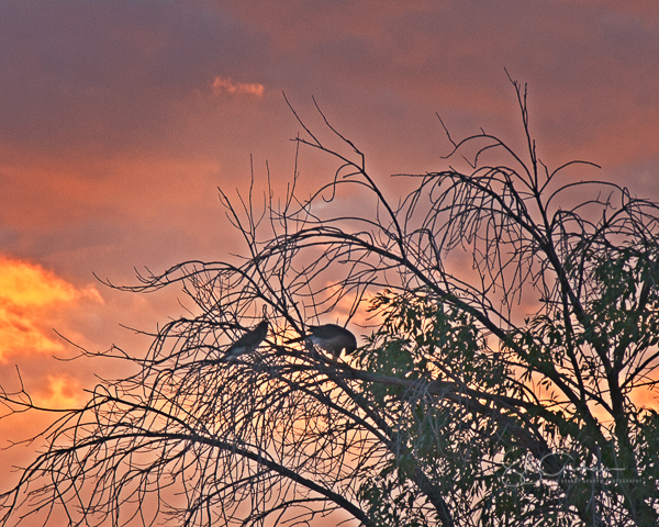 creatures Adult Cooper's Hawk with Young