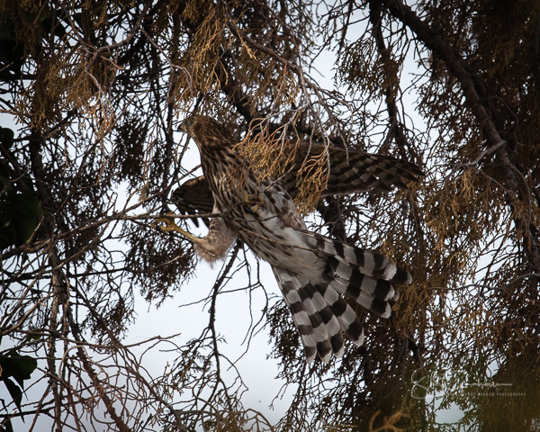 Creatures Hawk Seeking Breakfast