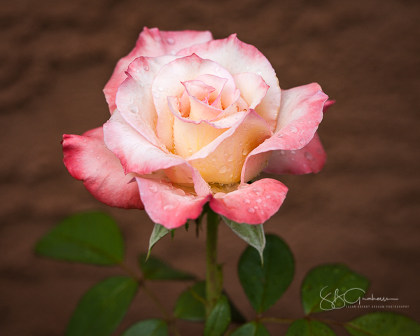 monsoon rain and roses