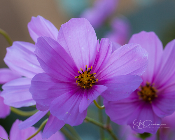 Autumn Cosmos