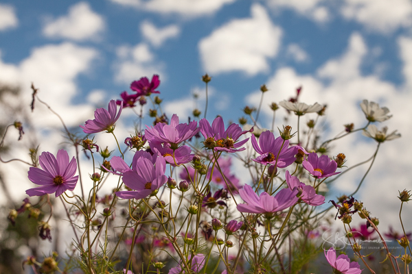 Autumn Cosmos