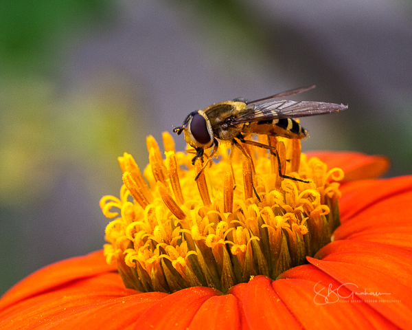 pollen wasp hoverfly