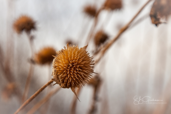 DNA sunflower seed heads