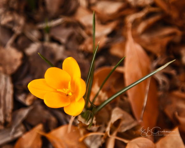 crocus