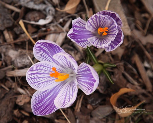 spring crocus