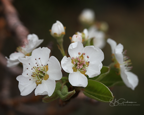 spring pear blooms