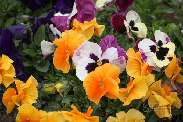 spring pansies