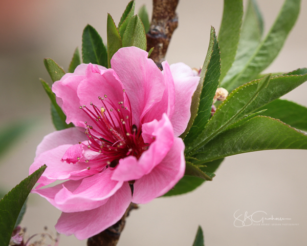 spring peach bloom