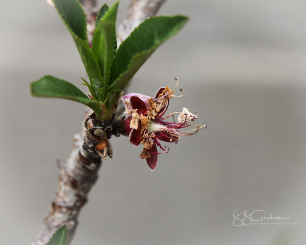 spring developing peach